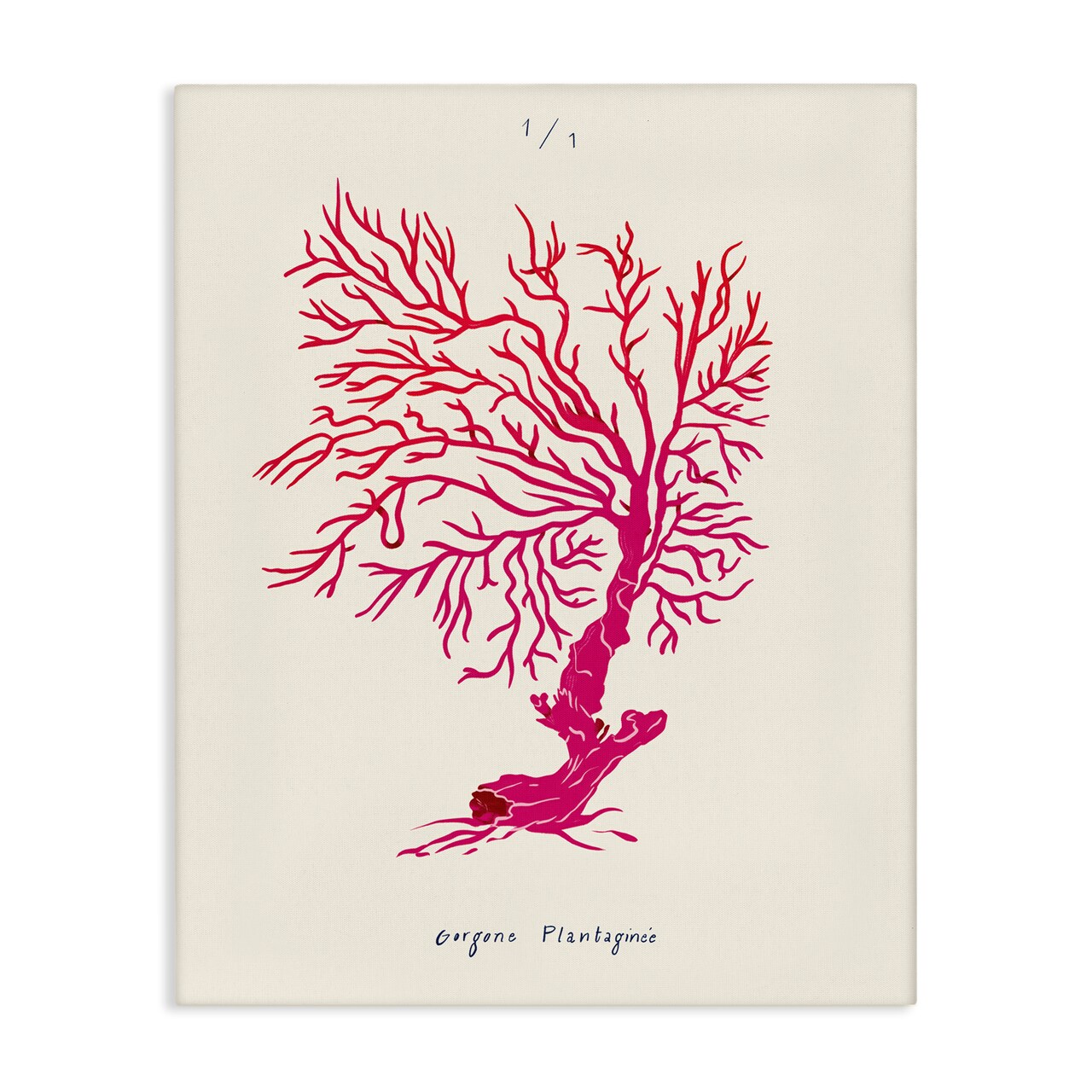 Stupell Industries Sea Fauna Coral Canvas Wall Art Design by Marina Astudillo